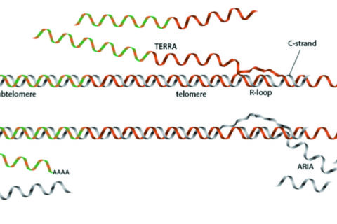 Project 1. R-loops modulating telomere maintenance and life span in fission yeast.